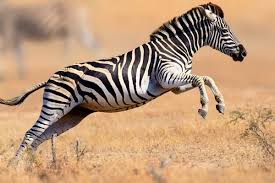 Burchell's Zebra